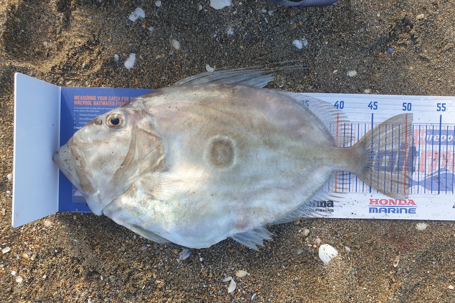 Gareth  Nicholson  caught this 51.5cm John Dory at Golden Bay during The Export NZ Fishing Competition