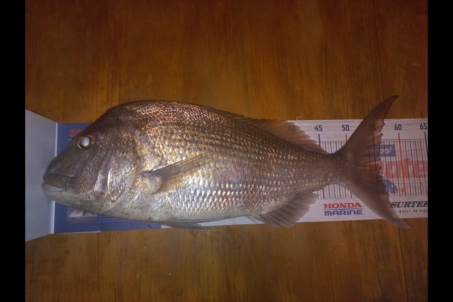 JASON MANGU caught this 55.5cm Snapper at Waipu during The Export NZ Fishing Competition