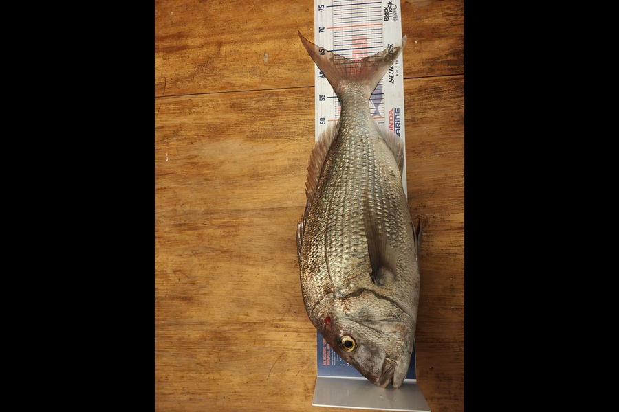 Nathan Clement caught this 62.5cm Snapper at Uretiti during The Export NZ Fishing Competition