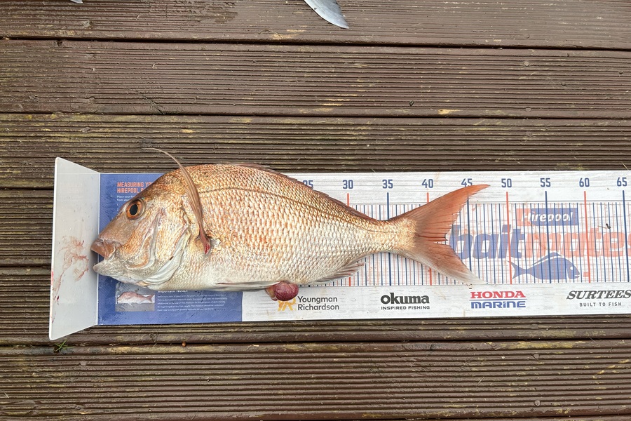 Simeon Hansen caught this 42.0cm Snapper at Opotiki  during The Export NZ Fishing Competition