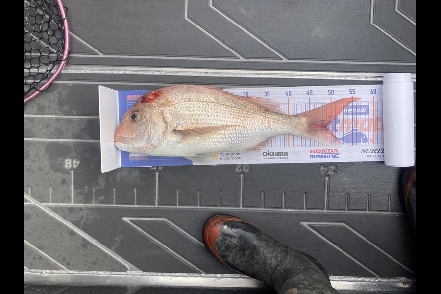 Sam King caught this 48.5cm Snapper at Tauranga  during The Export NZ Fishing Competition