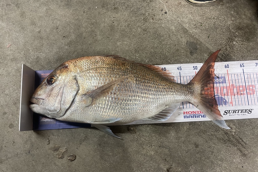 Nick van der Veen caught this 55.0cm Snapper at Otaki during The Export NZ Fishing Competition