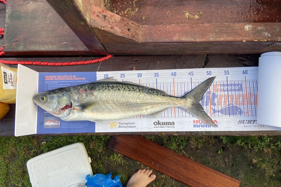 Cullen Winmill caught this 46.5cm Kahawai at Maketu during The Export NZ Fishing Competition