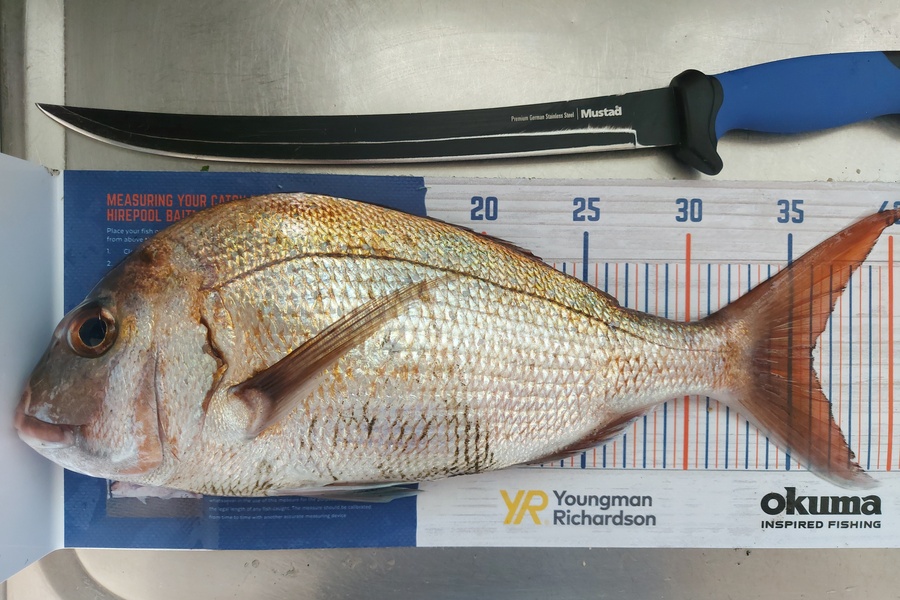 Troy Rae-Royle caught this 36.0cm Snapper at Whangaparaoa  during The Export NZ Fishing Competition