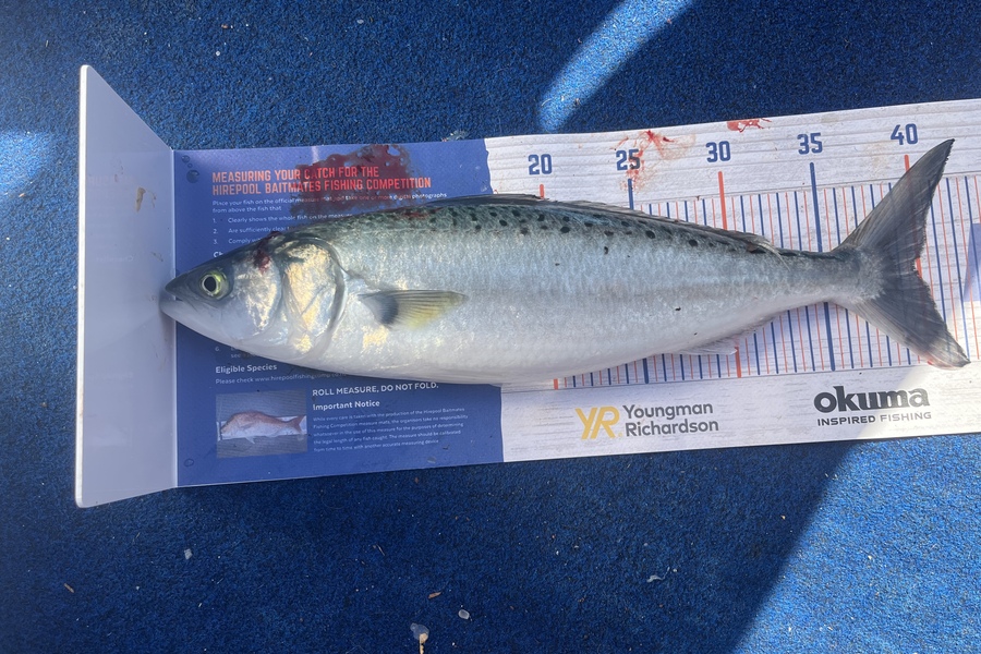 Reece Harvey caught this 39.5cm Kahawai at Golden bay during The Export NZ Fishing Competition