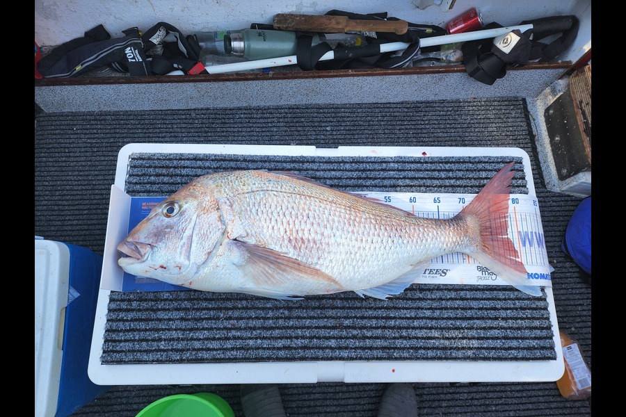 Brody Luce caught this 78.0cm Snapper at Wanganui  during The Export NZ Fishing Competition
