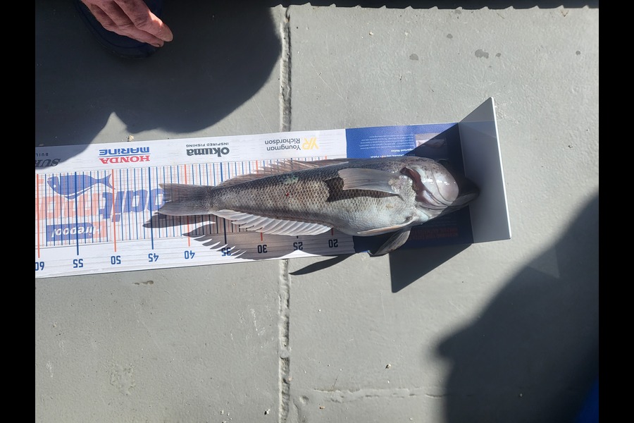 Caleb Clark caught this 43.0cm Blue Cod at Moeraki otago  during The Export NZ Fishing Competition