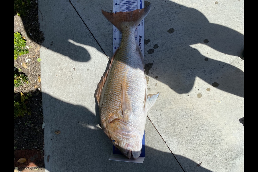 Shane Macrae caught this 80.0cm Snapper at Ohawe  during The Export NZ Fishing Competition