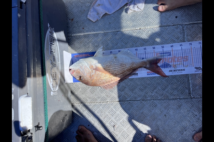 Izaac Taggart caught this 51.0cm Snapper at Otaki during The Export NZ Fishing Competition