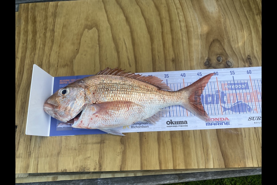 Adrian Eichmann caught this 44.5cm Snapper at Auckland  during The Export NZ Fishing Competition