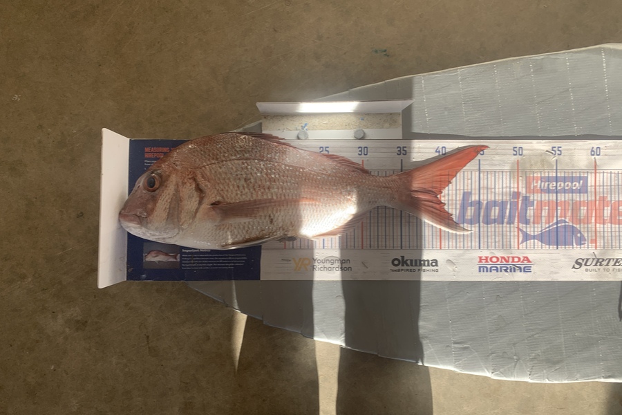 Graeme Duncan caught this 39.5cm Snapper at Bop during The Export NZ Fishing Competition