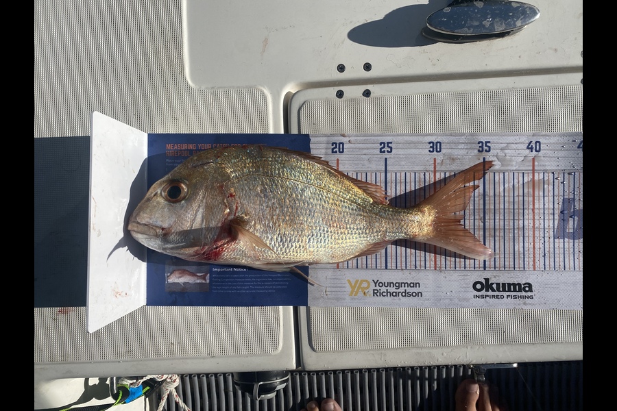 Michaela McGlade caught this 32.5cm Snapper at Kawakawa bay during The Export NZ Fishing Competition