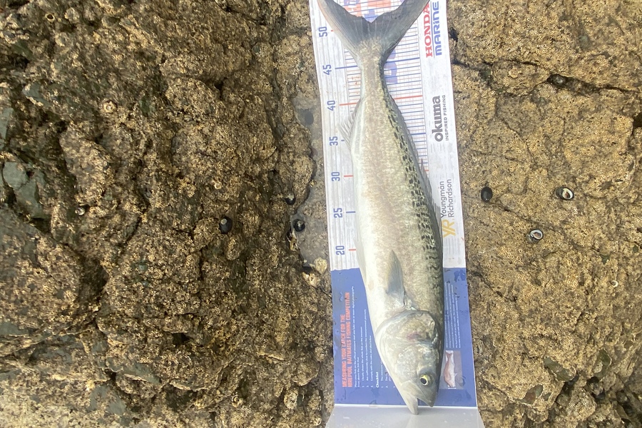 Ethan Kidd caught this 50.0cm Kahawai at Coopers Beach during The Export NZ Fishing Competition