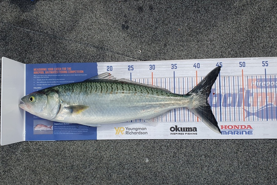 Simon Roberts caught this 42.0cm Kahawai at Omaha during The Export NZ Fishing Competition