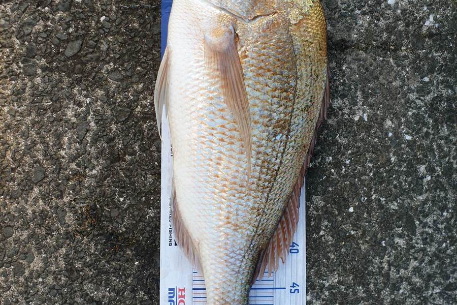 Steve Searancke caught this 56.0cm Snapper at Thames Coast  during The Export NZ Fishing Competition