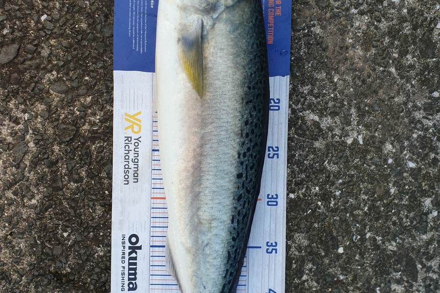 Steve Searancke caught this 50.0cm Kahawai at Thames Coast  during The Export NZ Fishing Competition
