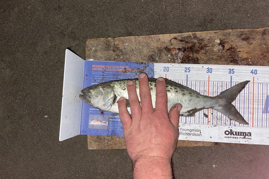 Kieran Daly caught this 35.0cm Kahawai at Kapiti coast  during The Export NZ Fishing Competition