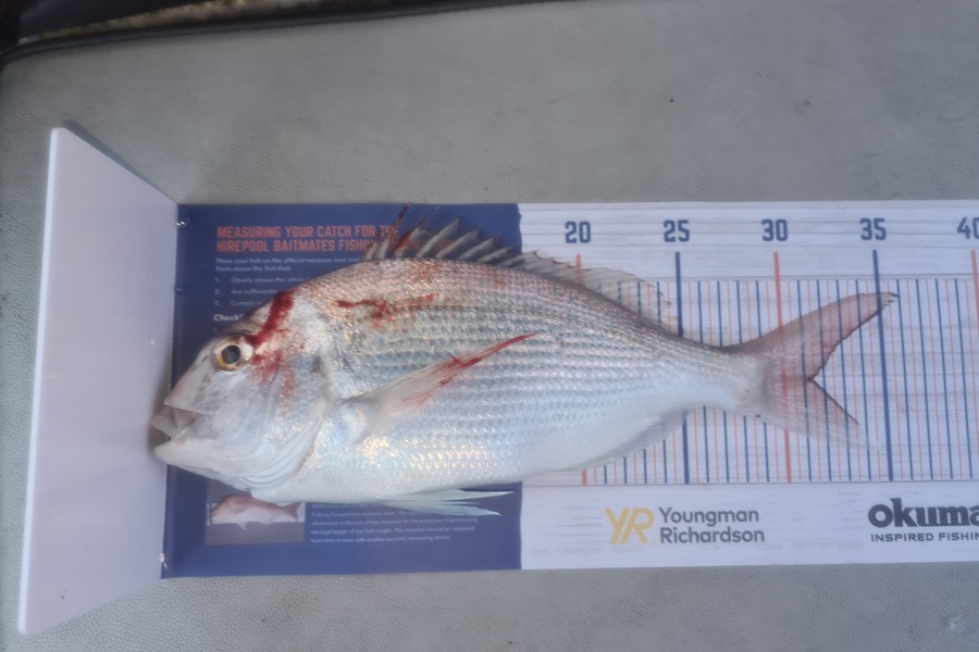 David Kovacs caught this 31.0cm Snapper at Wellington harbor  during The Export NZ Fishing Competition