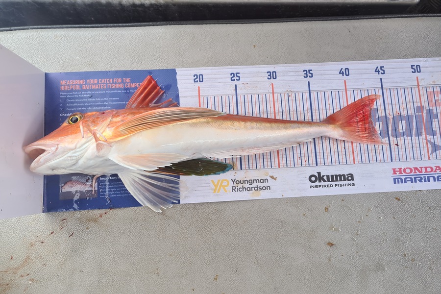 David Kovacs caught this 43.0cm Gurnard at Wellington harbor  during The Export NZ Fishing Competition