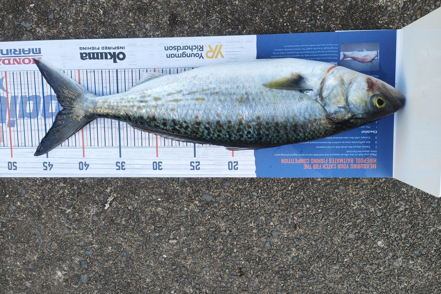 Nathan Clement caught this 42.0cm Kahawai at Uretiti during The Export NZ Fishing Competition