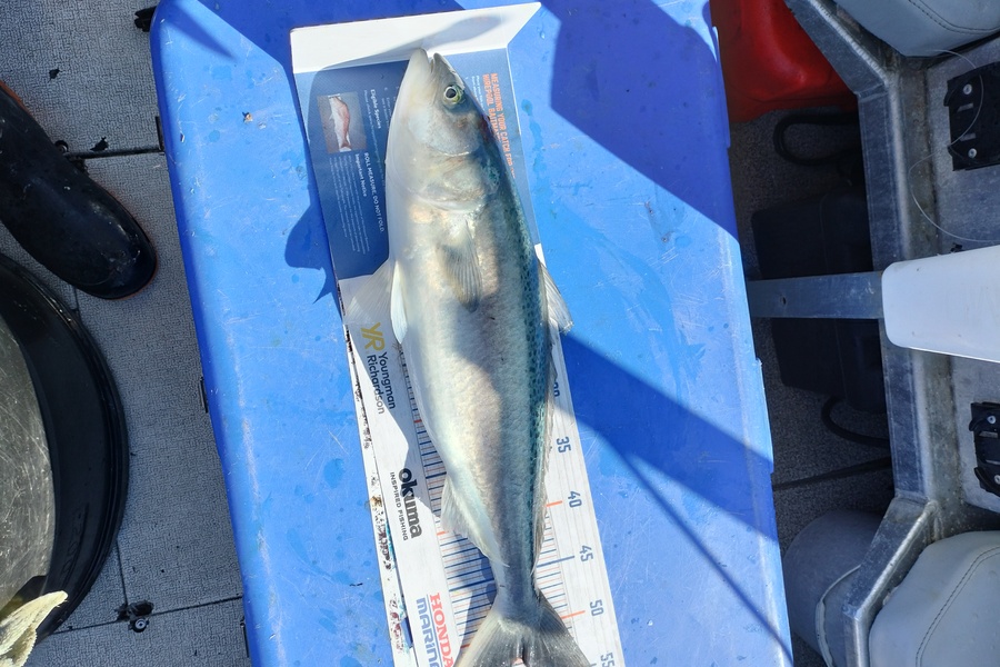 William Matehe Townsend caught this 52.5cm Kahawai at Pukerua bay during The Export NZ Fishing Competition