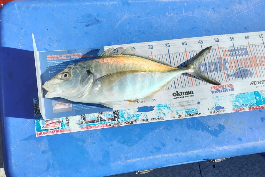 William Matehe Townsend caught this 42.5cm Trevally at Pukerua bay during The Export NZ Fishing Competition