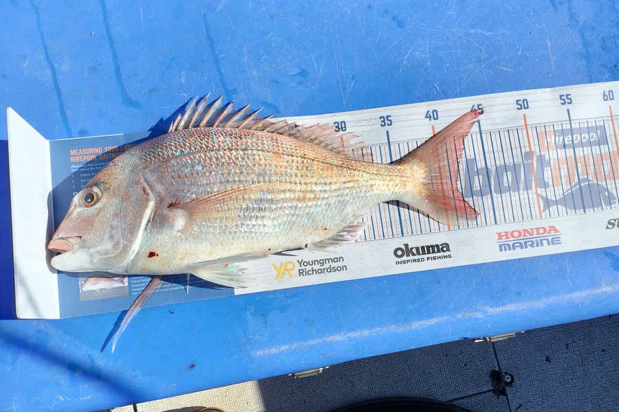 William Matehe Townsend caught this 41.5cm Snapper at Pukerua bay during The Export NZ Fishing Competition