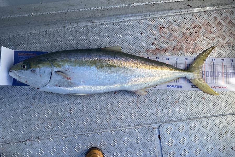 Scott Marriott caught this 98.5cm Kingfish at Mana during The Export NZ Fishing Competition