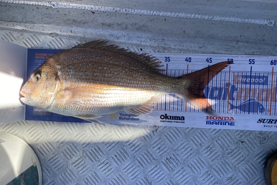 Scott Marriott caught this 44.0cm Snapper at Mana during The Export NZ Fishing Competition