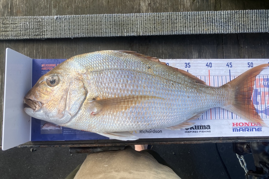 Cameron Sikking caught this 49.5cm Snapper at Tauranga during The Export NZ Fishing Competition