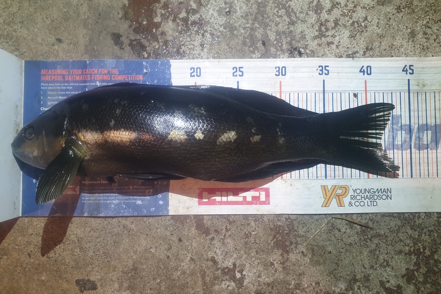 Rodney Niven caught this 41.5cm Butterfish at Wellington  during The Export NZ Fishing Competition