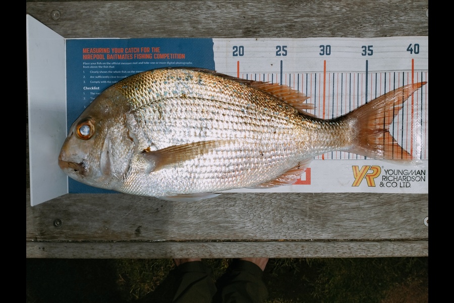 Bailey Cornelder caught this 37.5cm Snapper at Omokoroa  during The Export NZ Fishing Competition
