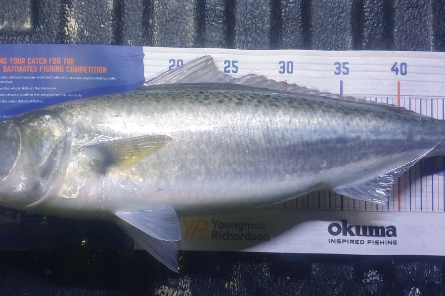 Pat Barrett caught this 50.0cm Kahawai at Otaki Beach during The Export NZ Fishing Competition
