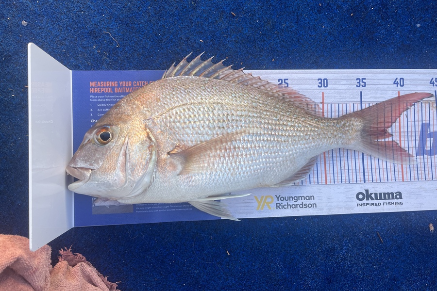 Reece Harvey caught this 38.0cm Snapper at Golden bay during The Export NZ Fishing Competition