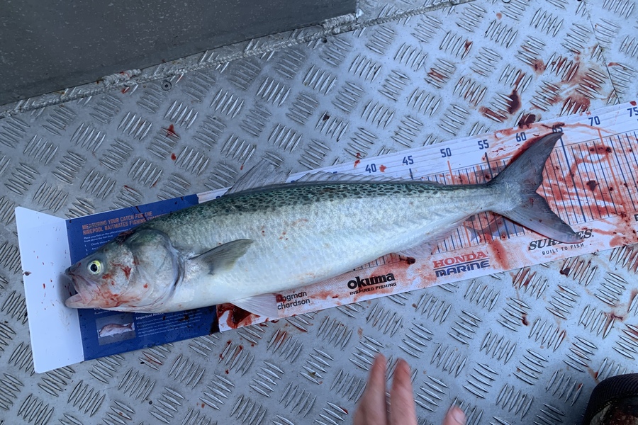 Gavin White caught this 60.0cm Kahawai at Wellington  during The Export NZ Fishing Competition