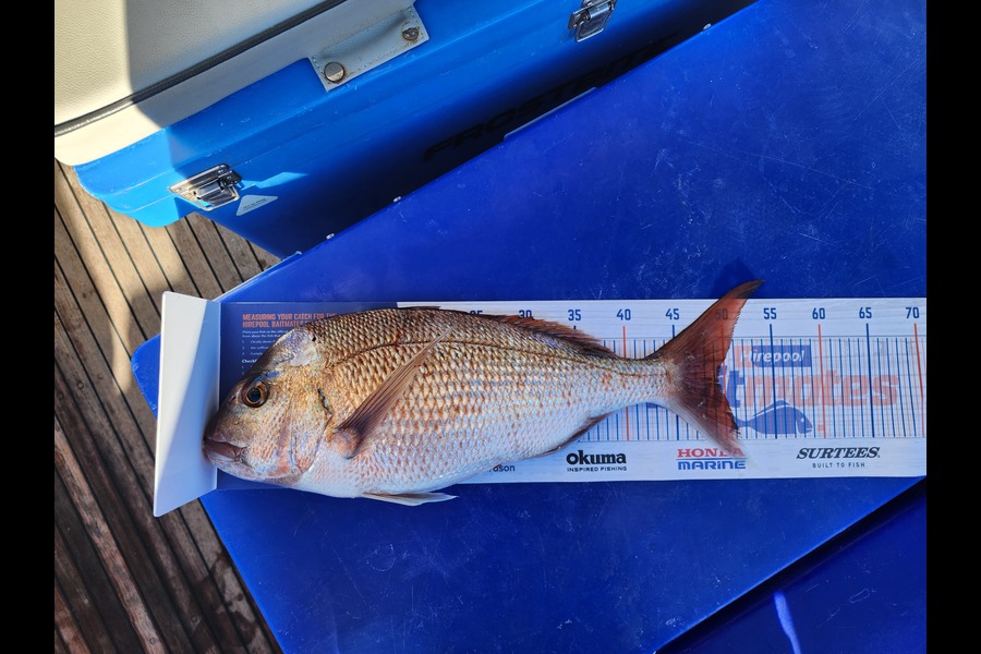 Ashley Dempsey caught this 49.0cm Snapper at Mayor Island  during The Export NZ Fishing Competition