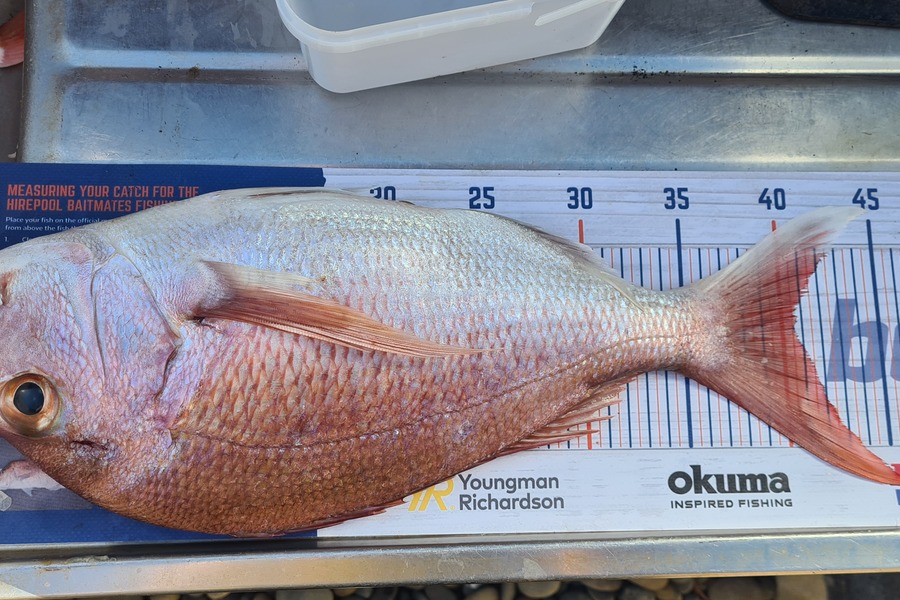 Ray Carter caught this 40.5cm Snapper at Matakana island during The Export NZ Fishing Competition