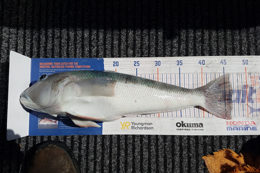 Richard Law caught this 46.5cm Blue Cod at Mana during The Export NZ Fishing Competition