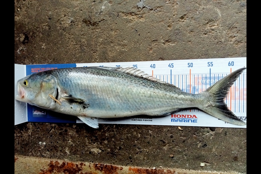 Peter Burbery caught this 58.0cm Kahawai at Turakina  during The Export NZ Fishing Competition