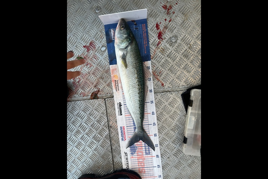 Steve Worthington caught this 51.5cm Kahawai at Bream Bay during The Export NZ Fishing Competition