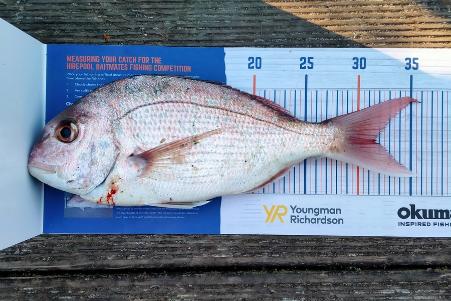 Crystal Davies caught this 31.5cm Snapper at Mt Maunganui during The Export NZ Fishing Competition