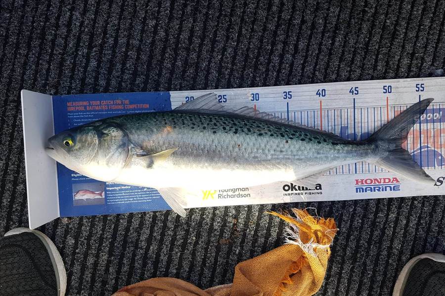 Jacqui Law caught this 52.0cm Kahawai at Mana during The Export NZ Fishing Competition