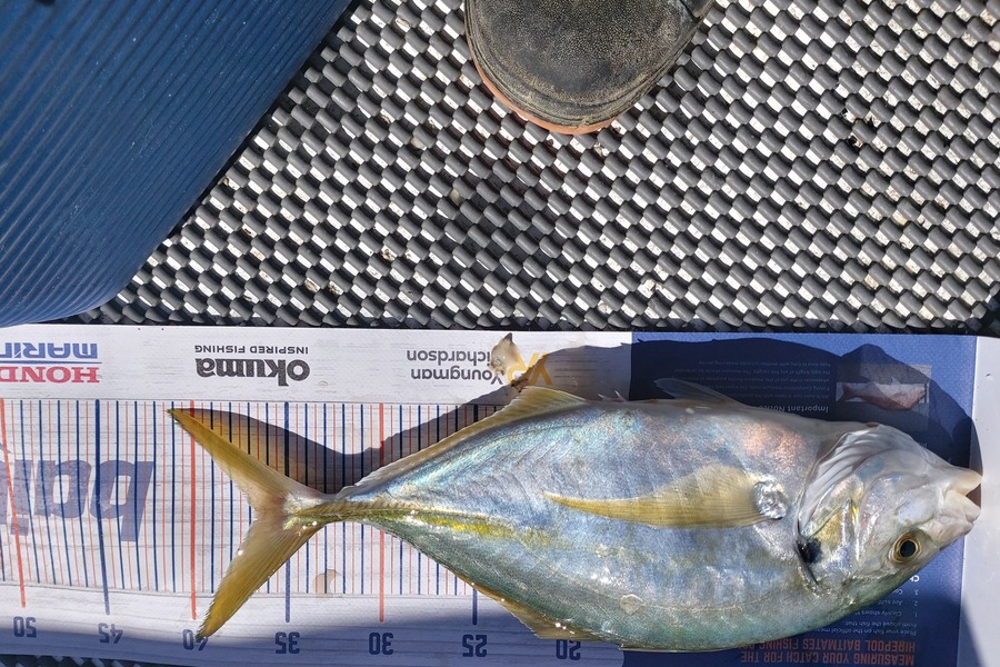 Rik Skedgwell caught this 36.5cm Trevally at Coromandel during The Export NZ Fishing Competition