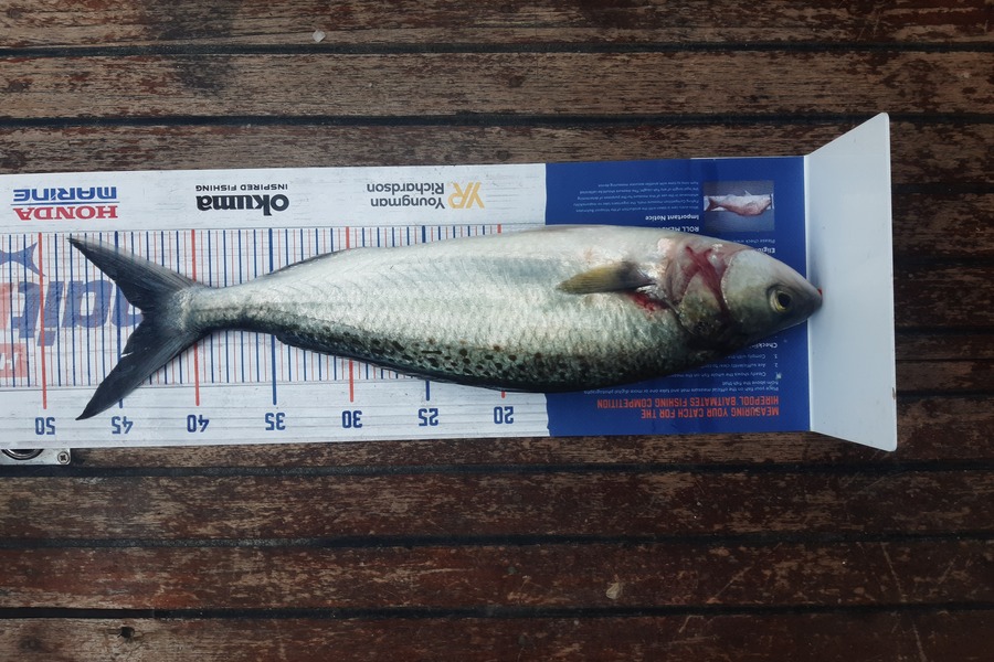 Marco Barnao  caught this 43.0cm Kahawai at Nine pin during The Export NZ Fishing Competition