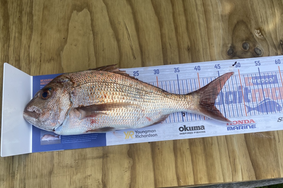 Adrian Eichmann caught this 42.5cm Snapper at Auckland  during The Export NZ Fishing Competition