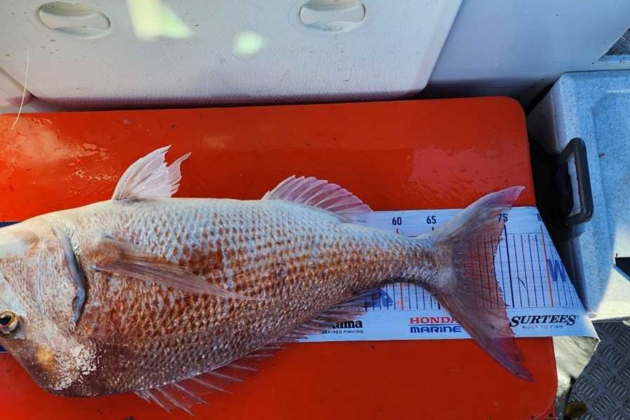 Darren Reti caught this 73.0cm Snapper at Raglan during The Export NZ Fishing Competition