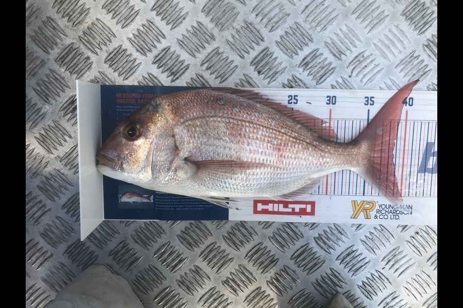 Bob Lewis caught this 38.5cm Snapper at Tauranga during The Export NZ Fishing Competition