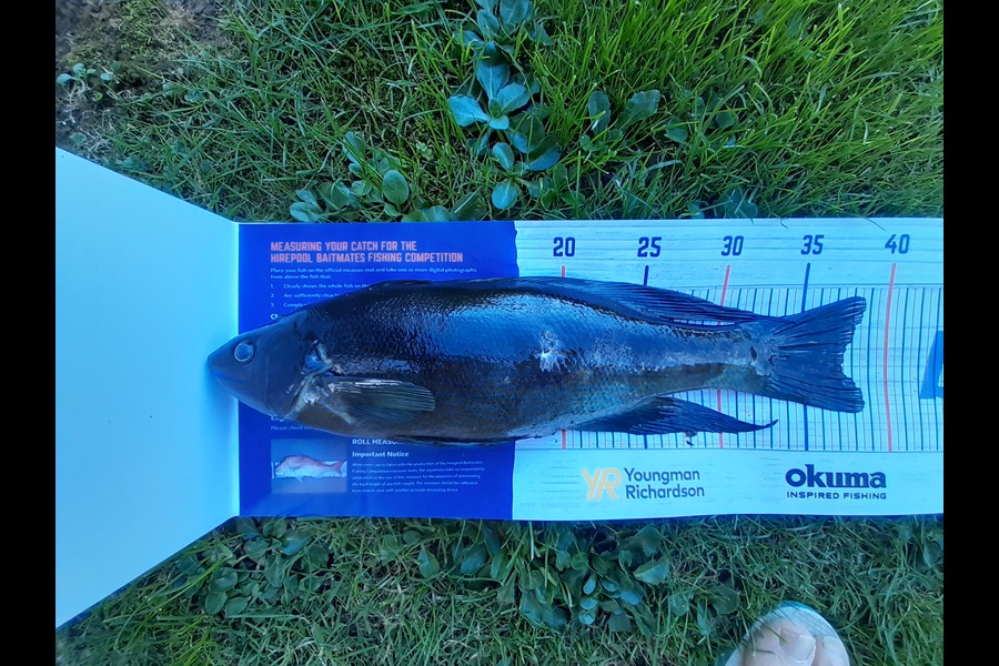 Russell Blomquist caught this 37.0cm Butterfish at Whangarei during The Export NZ Fishing Competition