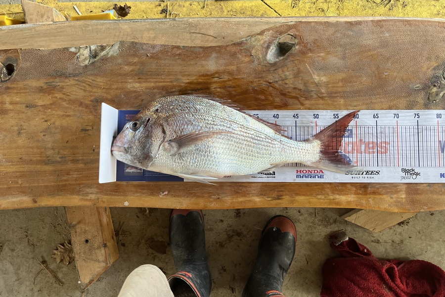 Alan Willson caught this 55.0cm Snapper at New Plymouth  during The Export NZ Fishing Competition