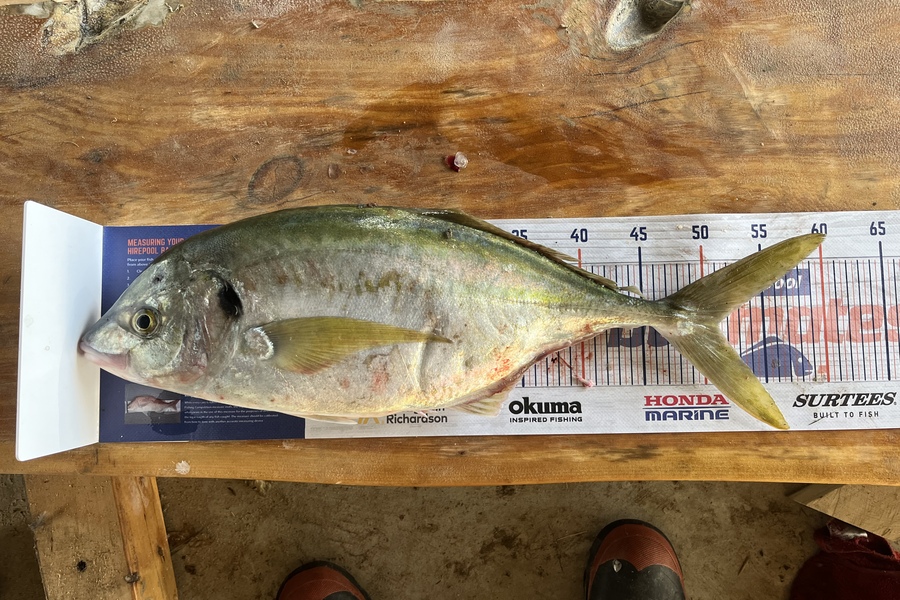 Alan Willson caught this 51.0cm Trevally at New Plymouth  during The Export NZ Fishing Competition